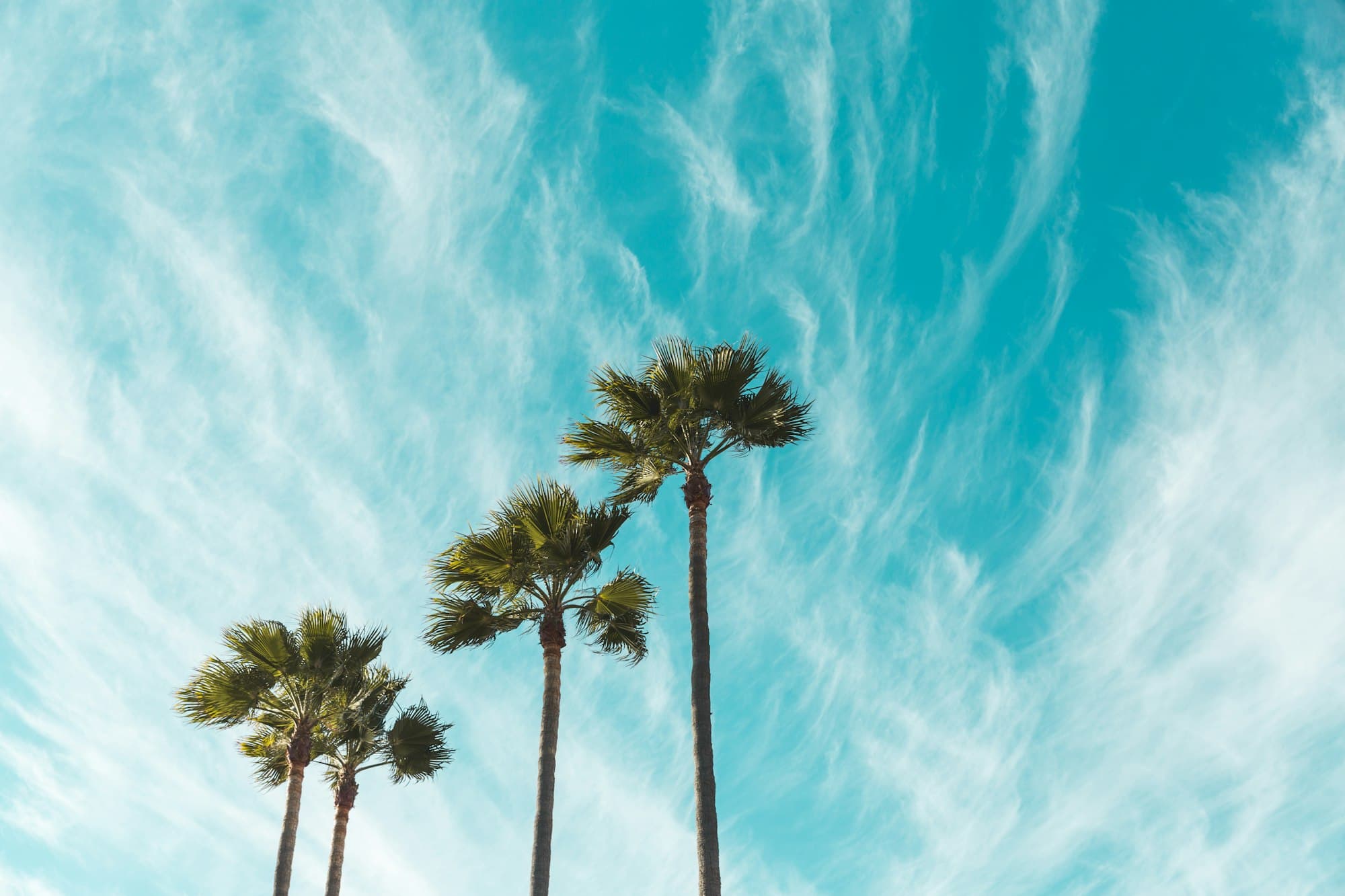 Palm trees below a bright sky with wispy clouds