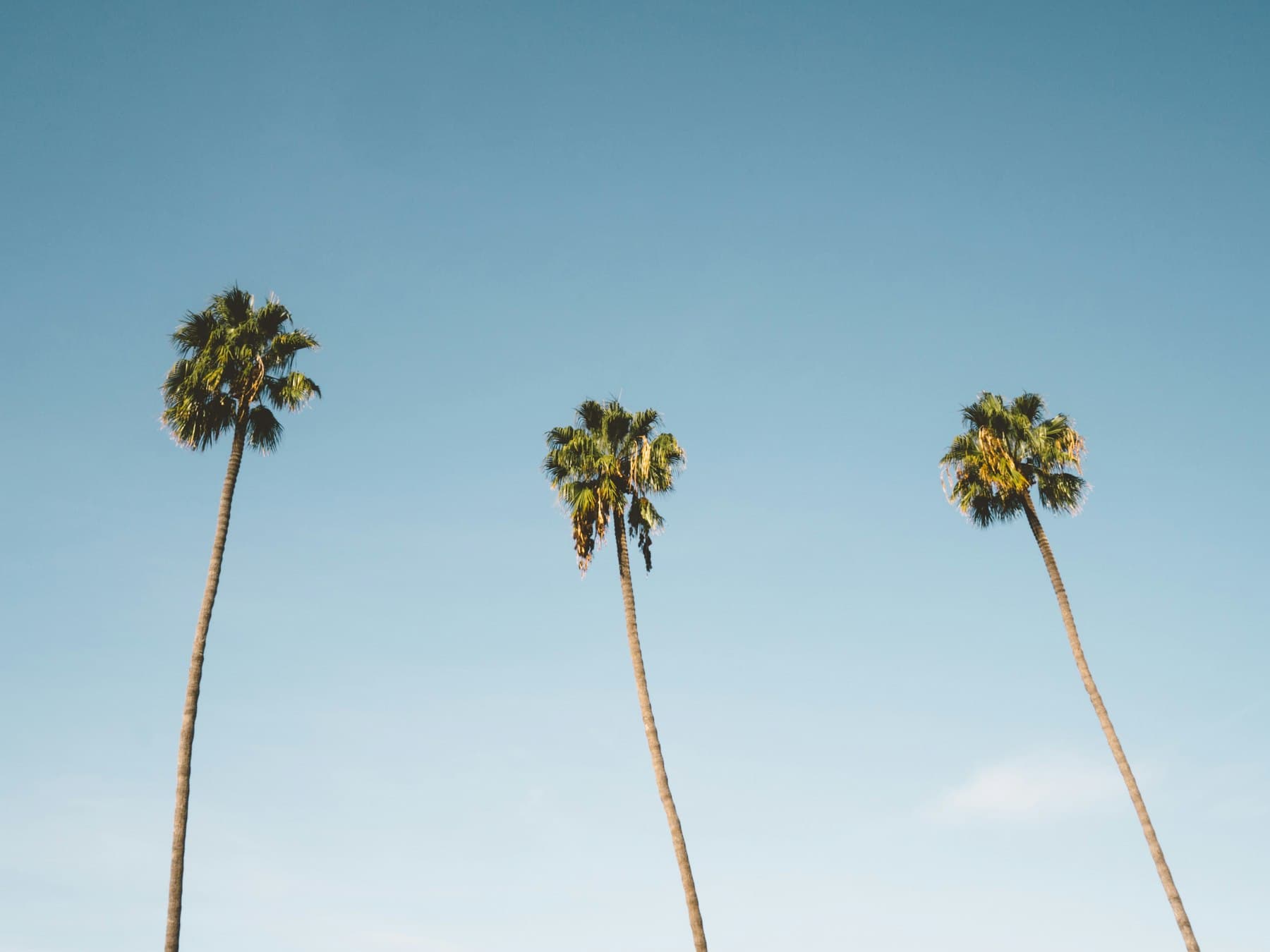 Three palm trees against a clear sky