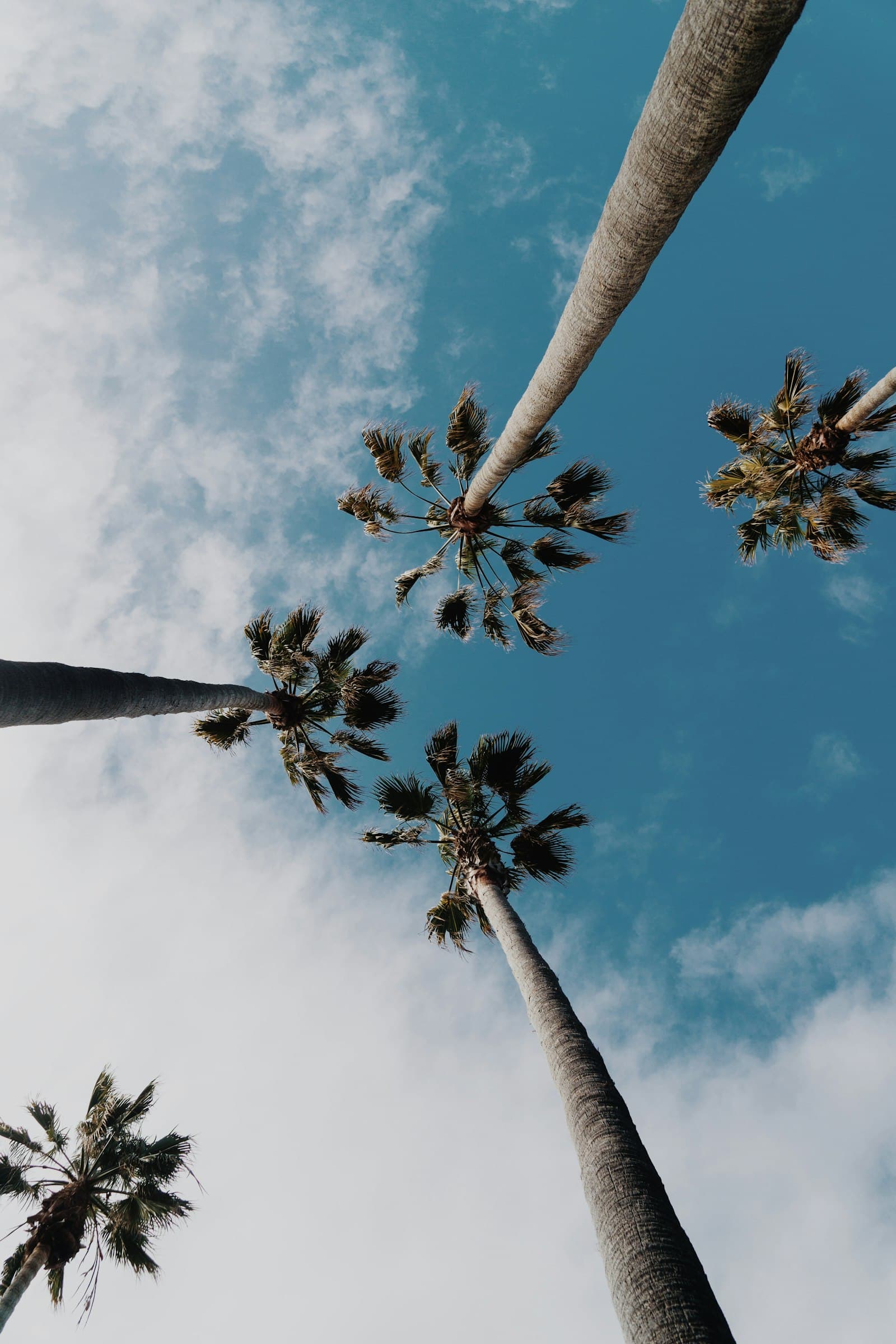 Looking up at tall palm trees against the sky